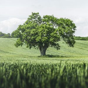 Troncs d'Alzina 40cm