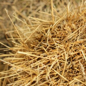 Holm Oak Firewood 20kg