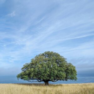 Troncs de Roure 30cm