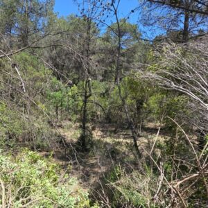 Forest management