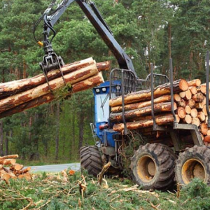 limpieza de bosques a cambio de leña