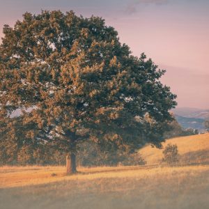 nikola-knezevic-RfSo95x1tj8-unsplash